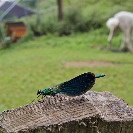 Posada Pet Friendly El Molino De Cantabria Entrambasaguas  المظهر الخارجي الصورة