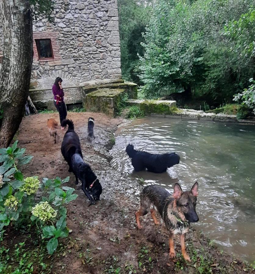 Posada Pet Friendly El Molino De Cantabria Entrambasaguas  المظهر الخارجي الصورة