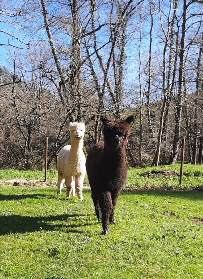 Posada Pet Friendly El Molino De Cantabria Entrambasaguas  المظهر الخارجي الصورة